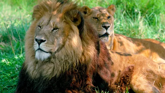 Une paire majestueuse de lions mâles et femelles se trouvent dans l'herbe